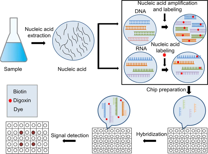 Gene Chip