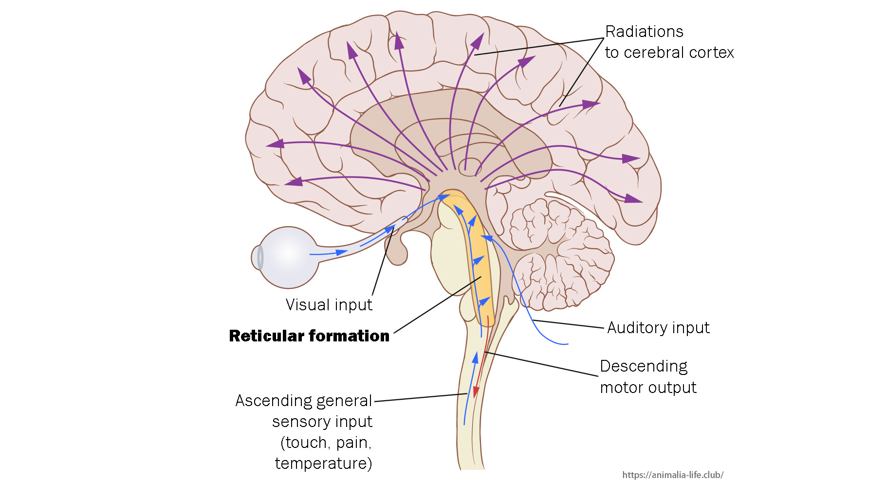 脑干网状结构上行系统